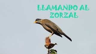 LLAMANDO AL ZORZAL  ¡¡¡si funciona Usando sonidos del zorzal para atraer a otros [upl. by Meeka]