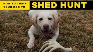 How do you train a dog to shed hunt [upl. by Affer]