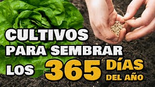 Cultivos para SEMBRAR TODO EL AÑO🌱 Vegetales Fáciles para Huertos Urbanos  Hemisferio Sur y Norte [upl. by Florio]