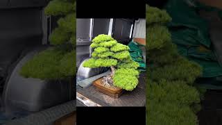 Bonsai masterpiece imported from Japan 🇯🇵 bonsai tree [upl. by Sillad]