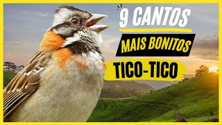 TOP 9 Cantos De quotTicoTicoquot MAIS BONITOS e MELHORES  Pássaro Popular No Brasil [upl. by Lubeck]