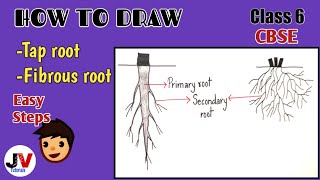 how to draw taproot and fibrous root step by steptap root system diagram [upl. by Watkin165]