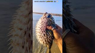 Rescue Mission The Incredible Journey of a Saved Puffer Fish saveing fishing pufferfish [upl. by Ardnic730]