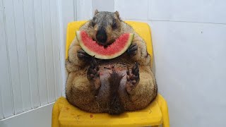 funny marmot sits and chews watermelon [upl. by Hsirrap]