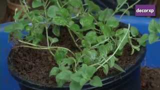 How To Plant Oregano [upl. by Adneram726]