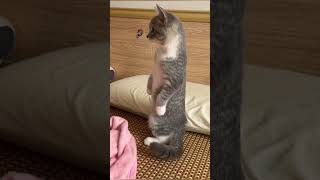 best animals videos animalvideos funnyanimls cuteanimls animals [upl. by Bruis240]