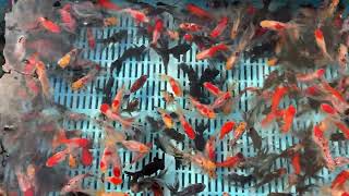 Small and Medium Mixed Pond Fantail from Blue Ridge Koi [upl. by Yorle]