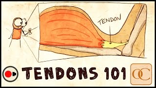 The Basic Science of Tendons amp Tendinitis [upl. by Ahsekin]