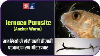 lernaea Parasite  Anchorworms  Machli Bimar Ho Jaye To Kya Kare  Fish Diseases and Treatment [upl. by Gnort]