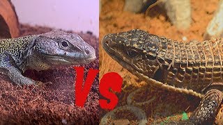 Best Pet Lizard  Jeweled Lacerta vs Sudan Plated Lizard [upl. by Kafka960]