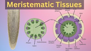 What are Meristematic Tissues  Infinity Learn [upl. by Callan]