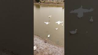 White Pekin is a large domestic duck [upl. by Assirim]