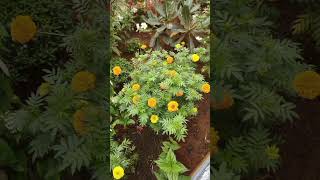 Maa akka vaallaku intilo banthipuvvuluflower flowers youtubeshorts [upl. by Arsi]