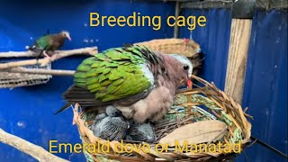 PAANO GUMAWA NG BREEDING CAGE [upl. by Attenod]