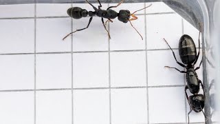 Camponotus fallax Italy vs Myrmecia urens Australia 29102024 [upl. by Dunaville]