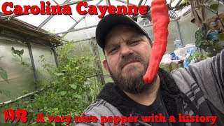 ⟹ Carolina cayenne Pepper  Capsicum annuum  Pod Review [upl. by Stormy]