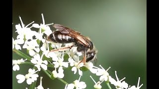 Goudpootzandbij Andrena chrysosceles vrouwtje [upl. by Earased]