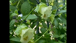 Another 1010 plant  Cobaea scandens Alba [upl. by Osbert]