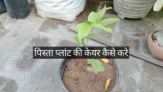 How to grow Pistachio plant amp care I Pista plant I पिस्ता प्लांट की केयर कैसे करे [upl. by Eidok466]