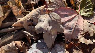 Beauty in a Maryland State Park hiking outdoors [upl. by Katrinka]