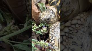 Tortoise Food  Chicory  Day 12 of 30 food items in 30 Days  Indian Star Tortoise [upl. by Dennie724]