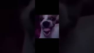 Creepy dog laugh [upl. by Hanoy]