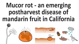 002 Mucor rot  an emerging postharvest disease of mandarin fruit in California [upl. by Kellby]