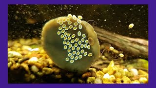 CloseUp Of A Nerite Snail On Its Eggs [upl. by Hainahpez291]