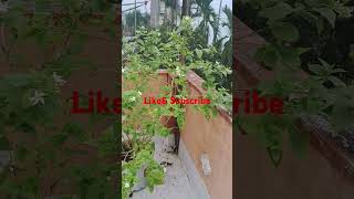 Nightflowering jasmine siuli flower on terrace [upl. by Webb]