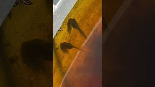 Tadpole impressive growth tadpole tadpoles frogs cutefrog nature garden ponds water kermit [upl. by Etterrag991]