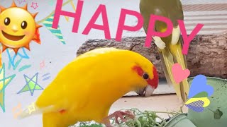 How to make your kakarikis amp budgies HAPPY 🌞☺️ [upl. by Dickens941]