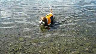 Basset Hounds Swimming [upl. by Anaujd]