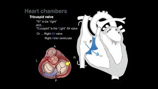 Overview of Heart Anatomy Tutorial [upl. by Fontes406]