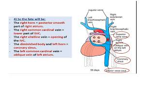 Cardiac embryology 2 [upl. by Thgiwed]