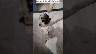 PUPPY playing funny puppy shortfeed shortvideo shorts [upl. by Nalat]