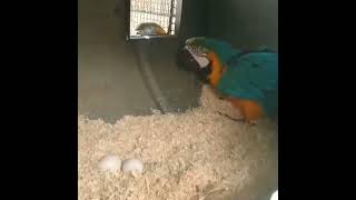 Macaw breeding pair  viralvideo shorts parrot [upl. by Terrag]