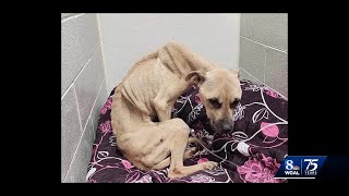 Emaciated dog being cared for by Cumberland County animal rescue [upl. by Woodford]