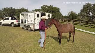 Trailer loading a young horse for the first time [upl. by Ayoted]