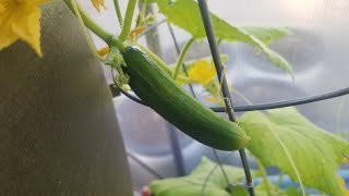 Second Cucumber to set fruit in my Parthenocarpic Variety trial the Beit Alpha [upl. by Pawsner]