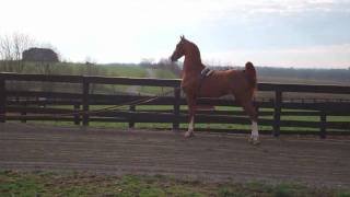 SA DS TOMCAT at Singing Hills Stable  American Saddlebred Stallion [upl. by Vicki545]