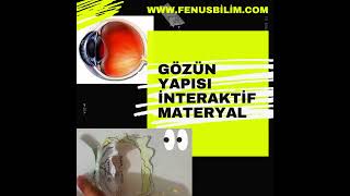 6Sınıf Duyu Organları Gözün yapısı interaktif materyal fenusbilim [upl. by Ryann365]