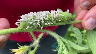 Tomato Hornworms amp the Braconid Wasps That Turn Them Into Zombies [upl. by Uzzia]