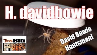 Heteropoda davidbowie quotDavid Bowie Huntsmanquot Housing [upl. by Bum929]