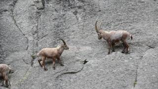 Group of Alpine ibex climbing cliff face [upl. by Gwendolyn]