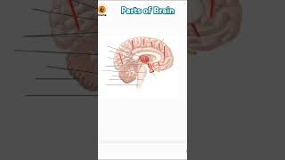 Major parts of brain forebrain midbrain hindbrain cerebrum neetug neetexam neet [upl. by Eniamor436]