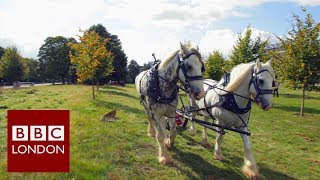 Shire horses in London’s parklands – BBC London News [upl. by Flint]