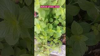 पुदीनाmintmentha 🌱 caremint propagation plants gardening viral short [upl. by Tonry]