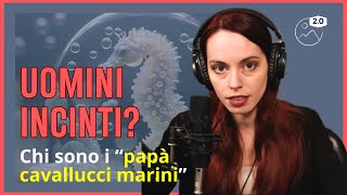 UOMINI INCINTI  Chi sono i quotpapà cavallucci mariniquot [upl. by Gilbertson]