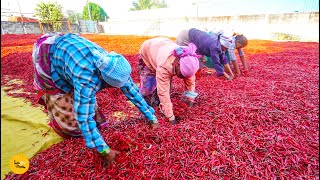 Worlds Famous Guntur Mirchi Factory Daily 50000 Kg Mirchi Power Making l Andhra Pradesh Street Food [upl. by Ryun]