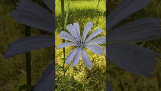 Cichorium Intybus Flower Plant Sound of a grasshopper [upl. by Afaw855]